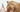 PRP für mehr Lebensqualität bei Katzen?