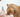 PRP für mehr Lebensqualität bei Katzen?
