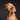 Was sind Hotspots beim Hund?