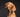 Was sind Hotspots beim Hund?